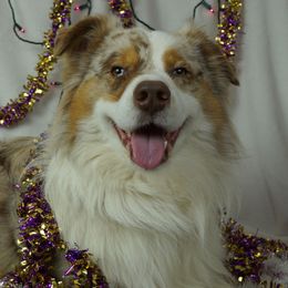 Gunner - Australian Shepherd