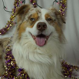Gunner - Australian Shepherd