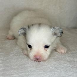 Buzz - Blue parti male Pomeranian puppy in Lexington, Oklahoma from BooneDox Miniature Dachshunds