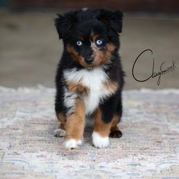 Moon - Blue merle male Toy Australian Shepherd puppy in Prague, Oklahoma from Clay Creek Aussies