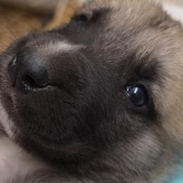 Boy 2 - Fawn male Turkish Boz Shepherd puppy in Steamboat Springs, Colorado from Emerald Mtn Ranch LLC