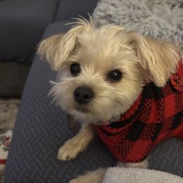 Tillie - Morkie