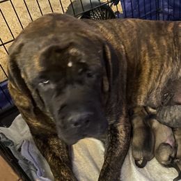 Dora - Mastiff