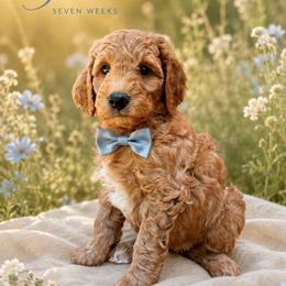 Theo - Red  male Goldendoodle puppy in Los Gatos, California from Willow & Rose Doodles