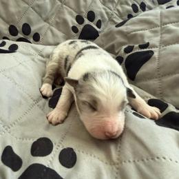 Spruce - Blue merle male Australian Shepherd puppy in Ellensburg, Washington from Creekside Aussies