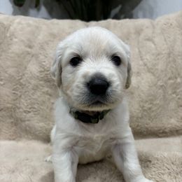 Logan - Light golden male Golden Retriever puppy in North Highlands, California from The Purrfectpups