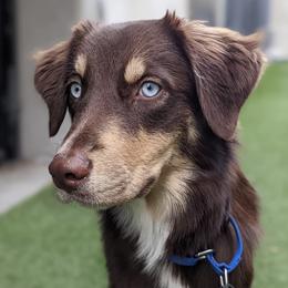 Australian Shepherds from Causey Ranch Aussies/Labrador
