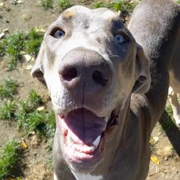 CALYPSO - Great Dane