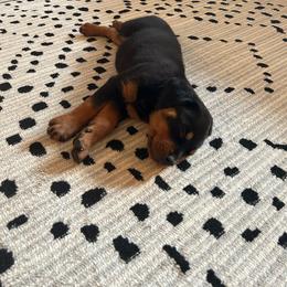 Rottweiler Puppies from G.M. Rottweilers "OHIO"