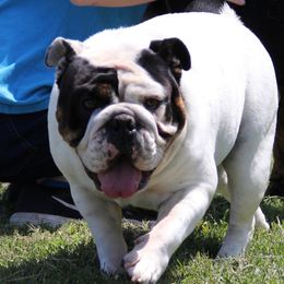 Birdie - English Bulldog