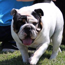 Birdie - English Bulldog