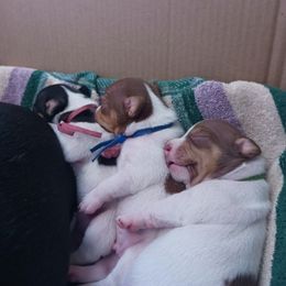 Teddy Roosevelt Terrier Puppies from Wabbitfire Teddy Roosevelt Terriers