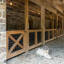 Zeus - White and badger male Great Pyrenees puppy in Sapphire, North Carolina from Sapphire Valley Great Pyrenees