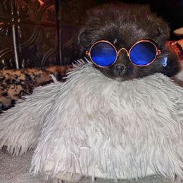 Pomeranian Puppies from Lovingood Farms