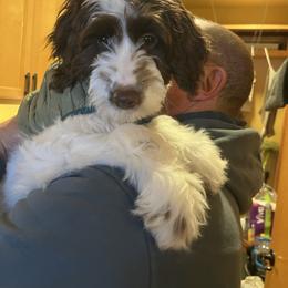 Charlie - Tri-color male Australian Labradoodle puppy in Eagle, Wisconsin from Fruitful Beginnings,LLC