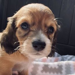 Dachshunds from Dream Weaver Kennels and Farm