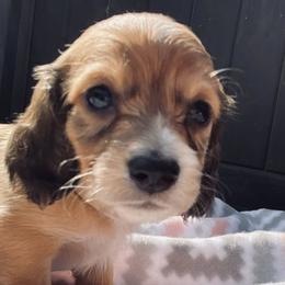 Dachshunds from Dream Weaver Kennels and Farm