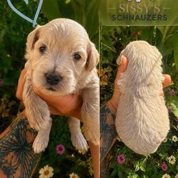 Macchiato - Wheaten male Miniature Schnauzer puppy in Fort Worth, Texas from Sissy’s Schnauzers