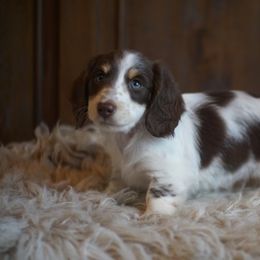 Dachshund Puppies from Dachshund Den