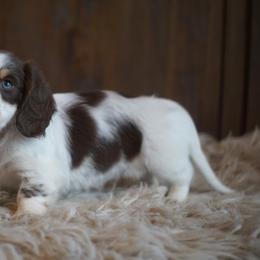 Dachshund Puppies from Dachshund Den