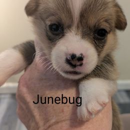Junebug - Red female Pembroke Welsh Corgi puppy in Berkeley Springs, West Virginia from Hummingbird Farm