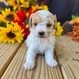 Dark Apricot and Cream Parti Boy AKC - Parti male Poodle puppy in Norman, Indiana from Wendy's Dream Poodles