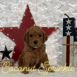 Goldendoodle Puppies from Jeremy Dafoe