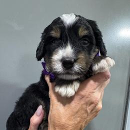 Purple - Tri-color male Bernedoodle puppy in Petersburg, Michigan from Brittany’s Mini Bernedoodles