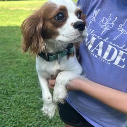 Miri - Cavalier King Charles Spaniel