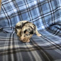 Silica - female Sporty Mix puppy in Menasha, Wisconsin from Kreger's K9s
