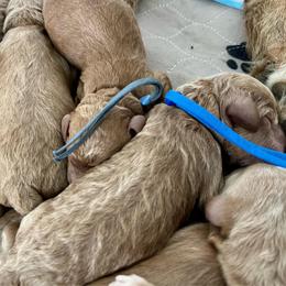 Royal blue collar - Cream male Labradoodle puppy in Mechanicville, New York from Deuce's Doodles