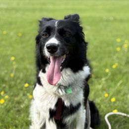 Scout - Border Collie