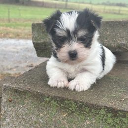 Candy - Black & tan tri-color female Morkie puppy in Oakland, Kentucky from Imperial Dogs