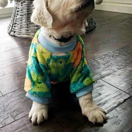 Golden Retriever Puppies from God Given Goldens