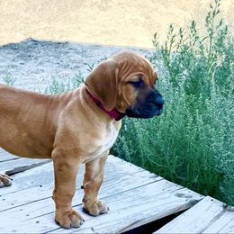Kano (Maroon) - Reddish brown male Boerboel puppy in Delta, Colorado from SATA Kennels