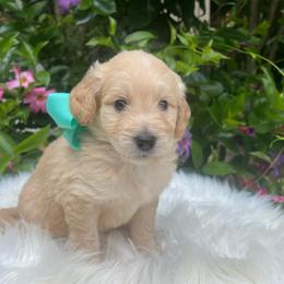 Tank - Cream male Goldendoodle puppy in The Woodlands, Texas from Gracie's Goldendoodles and Bernedoodles