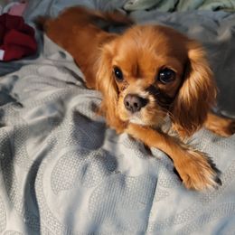 Oliver - Ruby male Cavalier King Charles Spaniel puppy in Manchester, New Hampshire from Evergreen Cavaliers