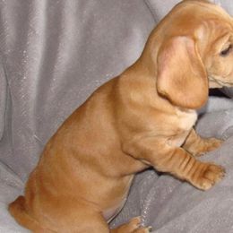 Dachshund Puppies from Hot Lil' Doggies  Dachshunds