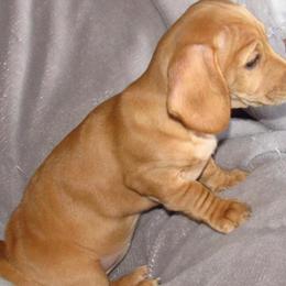 Dachshund Puppies from Hot Lil' Doggies  Dachshunds