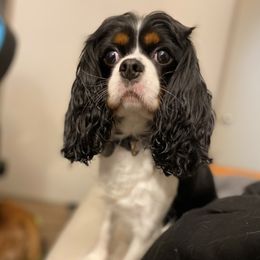 Cavalier King Charles Spaniels from Austin Jacob's Cavalier King Charles Spaniels