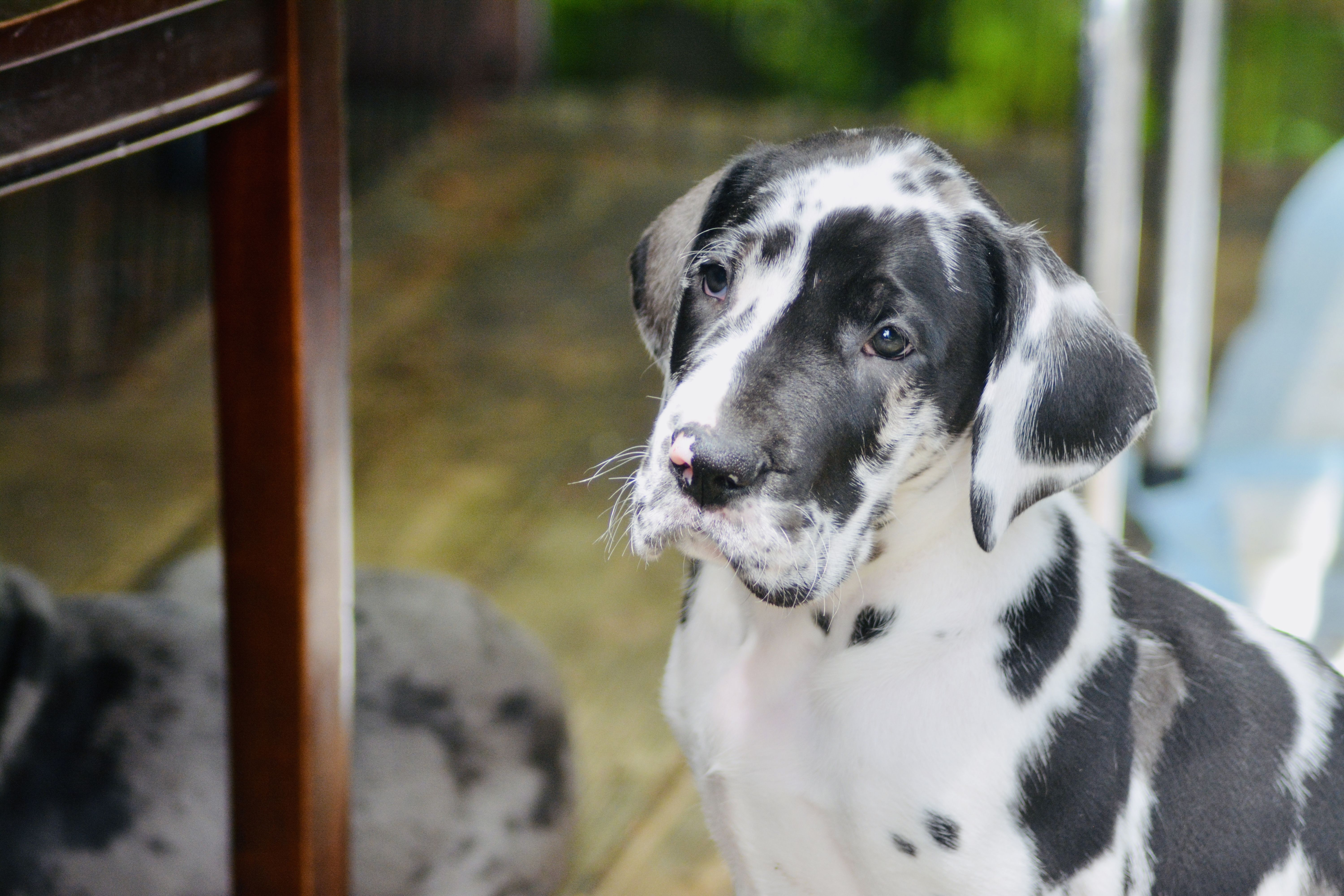 Mantle Great Dane puppy 