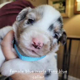 Miniature American Shepherd Puppies from Maureen Chappell's Miniature American Shepherds