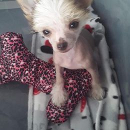 Chihuahua and Chinese Crested Puppies from Western Kentucky Chihuahua’s and Chinese Crested’s