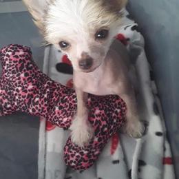 Chihuahua and Chinese Crested Puppies from Western Kentucky Chihuahua’s and Chinese Crested’s