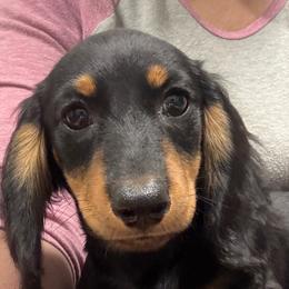 Ranger - Black and tan male Dachshund puppy in Shawnee, Oklahoma from Magic Eagle Miniature Dachshunds