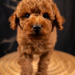 Bernedoodle, Cavapoo, Goldendoodle, and Poodle Puppies from Wasatch Pup