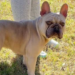 French Bulldogs from Russian Roulette Frenchies