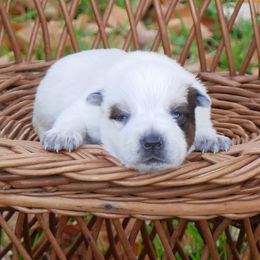 Comet - Blue mottled female Australian Cattle Dog puppy in Buffalo Valley, Tennessee from Buffalo Valley Breeders