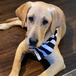 Labrador Retriever All Grown Up from Fieldside Pups