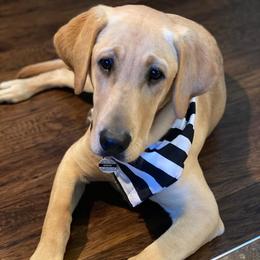 Labrador Retriever All Grown Up from Fieldside Pups